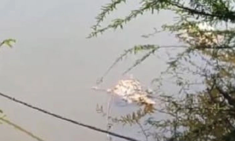 Thirthahalli: ತೀರ್ಥಮುತ್ತೂರು ತುಂಗಾ ನದಿಯಲ್ಲಿ ಸತ್ತ ಕೋಳಿಗಳು ಪತ್ತೆ