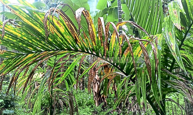 Mangaluru: ಎಲೆಚುಕ್ಕೆ ರೋಗ ಸಮಗ್ರ ನಿರ್ವಹಣೆಗೆ ರೈತರಿಗೆ ತೋಟದಲ್ಲೇ ಪಾಠ!