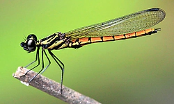 ಸಿಕ್ಕಿಂ: 11 ಹೊಸ ಪ್ರಬೇಧದ ಹೆಲಿಕಾಪ್ಟರ್‌ ಚಿಟ್ಟೆಗಳು ಪತ್ತೆ