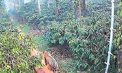 ಮಡಿಕೇರಿ: ಕಾಫಿ ತೋಟದಲ್ಲಿ ಹುಲಿ ಪ್ರತ್ಯಕ್ಷ