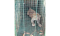 Leopard that terrorized the region for six months finally caged in Siddapura