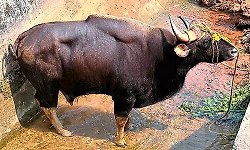 Kundapura: Bison rescued after falling into Varahi canal in Asodu