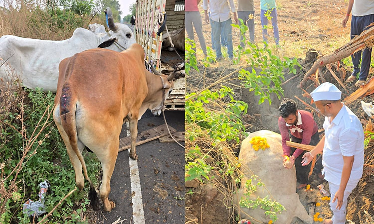 ಅಕ್ರಮ ಜಾನುವಾರು ಸಾಗಾಟ ಜಾಲಕ್ಕೆ ಬಿಜೆಪಿ ಶಾಸಕ ಶರಣು ಸಲಗರ ಬಿಸಿ: 23 ಜಾನುವಾರುಗಳ ರಕ್ಷಣೆ
