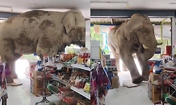 Viral Video: ದಿನಸಿ ಅಂಗಡಿಗೆ ನುಗ್ಗಿ 'ಶಾಪಿಂಗ್' ಮಾಡಿದ ಕಾಡಾನೆ