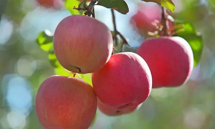 ರಾಯಲಸೀಮೆಯ ನೆಲದಲ್ಲಿ ಕಾಶ್ಮೀರಿ ಫಲ ಬೆಳೆದ ರೈತ!