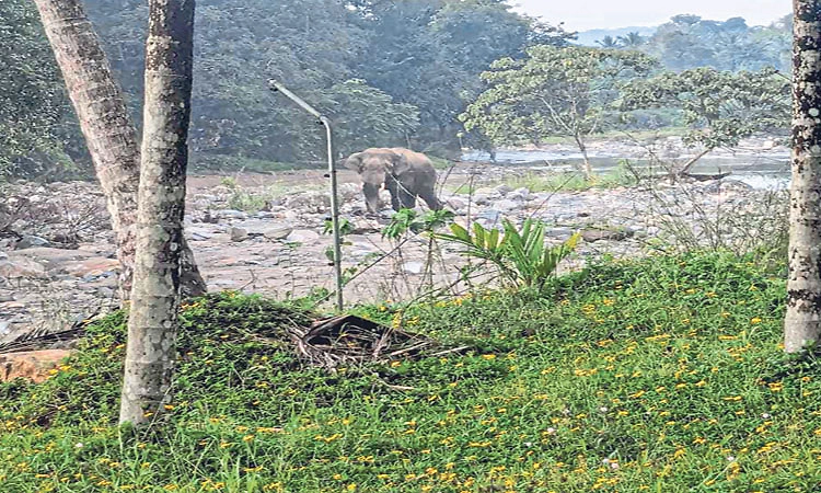ಕನಕಪುರ: ಕಾಡಾನೆ ದಾಳಿಗೆ ರೈತ ಬಲಿ, ಸಂಗಮ ಪ್ರವೇಶ ನಿರ್ಬಂಧ