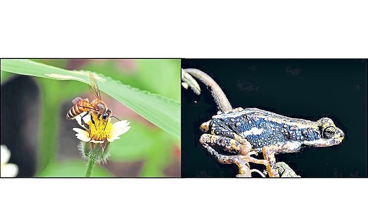 Karnataka moves to declare Malabar Tree Toad as state amphibian, Thuduve honey bee as state insect