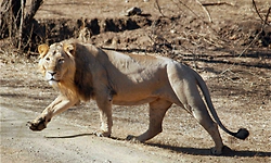 Five lions dead in Gujarat's Gir; 2 cubs succumb to suspected viral infection, no outbreak: Govt