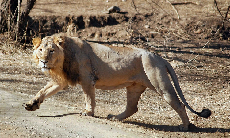 Five lions dead in Gujarat's Gir; 2 cubs succumb to suspected viral infection, no outbreak: Govt