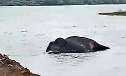 ದಾಂಡೇಲಿ: ಜಲಾಶಯದ ಹಿನ್ನೀರಿನಲ್ಲಿ ಕಾಡಾನೆ ಸಾವು