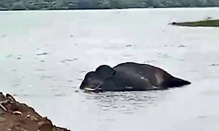 ದಾಂಡೇಲಿ: ಜಲಾಶಯದ ಹಿನ್ನೀರಿನಲ್ಲಿ ಕಾಡಾನೆ ಸಾವು