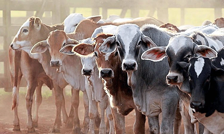 ಹಾಸನ, ಹಾನಗಲ್‌ನಲ್ಲಿ ಬಕ್ರೀದ್‌ಗೆ ಗೋಹತ್ಯೆ ಮಾಡದಿರಲು ನಿರ್ಧಾರ 