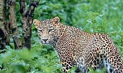 Manipal: Leopard enters residential courtyard in Alevoor Guddeyangadi?