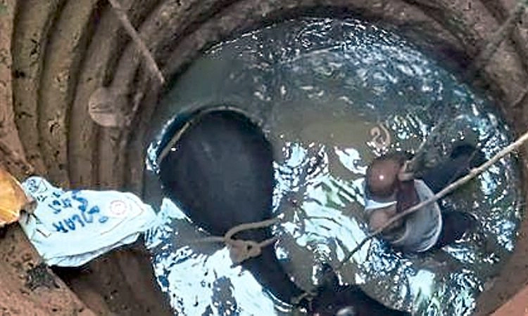 ಕೇಪು: ಬಾವಿಗೆ ಬಿದ್ದ ದನದ ರಕ್ಷಣೆ