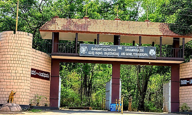 ಶಿವಮೊಗ್ಗ ಝೂಗೆ ಶೀಘ್ರವೇ ‘ಮಧ್ಯಮ ವರ್ಗ’ ಮೃಗಾಲಯ ಪಟ್ಟ