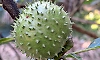 Datura seeds, fruits banned for sale as food in Karnataka
