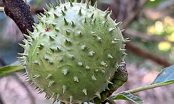 Datura seeds, fruits banned for sale as food in Karnataka