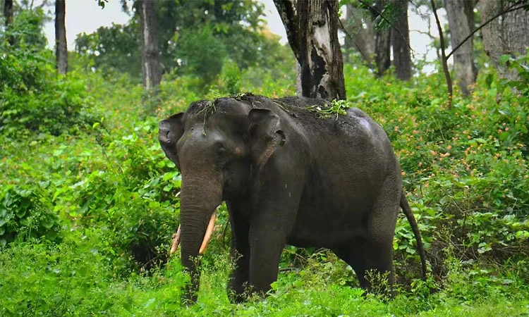 ಕುಶಾಲನಗರ: ಕಾಡಾನೆ ಕಾರ್ಯಾಚರಣೆಯಿಂದ ಅಪಾರ ಹಾನಿ
