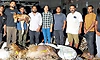 ಮೊಬೈಲ್, ಬೈಕ್ ಹೆಡ್‌ಲೈಟ್ ಬೆಳಕಲ್ಲೇ ಗಾಯಗೊಂಡ ಗಬ್ಬದ ಕುದುರೆಗೆ ತುರ್ತು ಸಿ-ಸೆಕ್ಷನ್