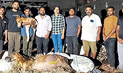 ಮೊಬೈಲ್, ಬೈಕ್ ಹೆಡ್‌ಲೈಟ್ ಬೆಳಕಲ್ಲೇ ಗಾಯಗೊಂಡ ಗಬ್ಬದ ಕುದುರೆಗೆ ತುರ್ತು ಸಿ-ಸೆಕ್ಷನ್