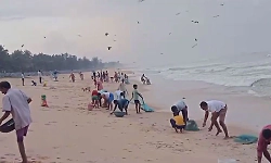 Kundapur: Large shoal of boithai fish washes ashore at Kodi beach