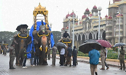 Mysuru: Rain disrupts elephant training to carry 1,000-kg load