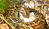 Three held for allegedly catching, consuming python meat in Keralam