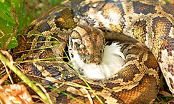 Three held for allegedly catching, consuming python meat in Keralam