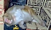 Monkey enters liquor shop, drinks alcohol and falls asleep