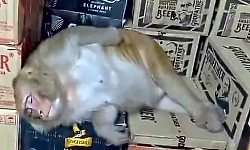 Monkey enters liquor shop, drinks alcohol and falls asleep