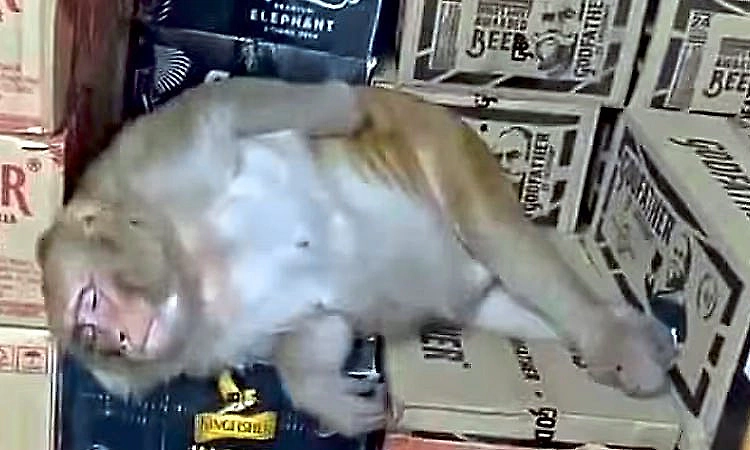 Monkey enters liquor shop, drinks alcohol and falls asleep