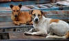 ಪೂರ್ವ ಪಾಲಿಕೆ: ಬೀದಿ ನಾಯಿಗಳಿಗೆ ಮಿದುಳು ಜ್ವರ?