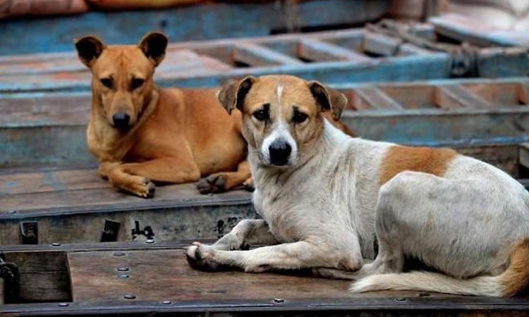 ಪೂರ್ವ ಪಾಲಿಕೆ: ಬೀದಿ ನಾಯಿಗಳಿಗೆ ಮಿದುಳು ಜ್ವರ?