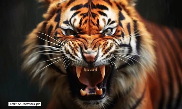 Forest officers undergo specialised training for 2026 tiger census