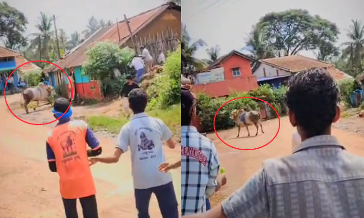 Viral Video; ಹೋರಿ ತಿವಿತ: ಶಿಕಾರಿಪುರದ ಮಾಜಿ ಶಾಸಕ ಮಹಾಲಿಂಗಪ್ಪ ಪಾರು