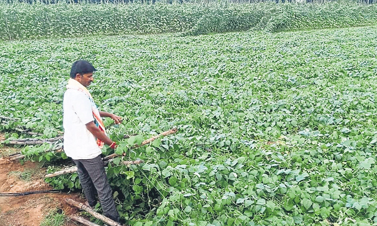Kolar: ಜಡಿ ಮಳೆಗೆ ಹೈರಾಣಾದ ರಾಗಿ, ಟೊಮೆಟೋ!