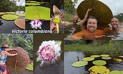 Flower Files: How an Instagram selfie post led to the discovery of a rare giant water lily