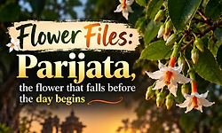 Flower Files: Parijata, the flower that falls before the day begins