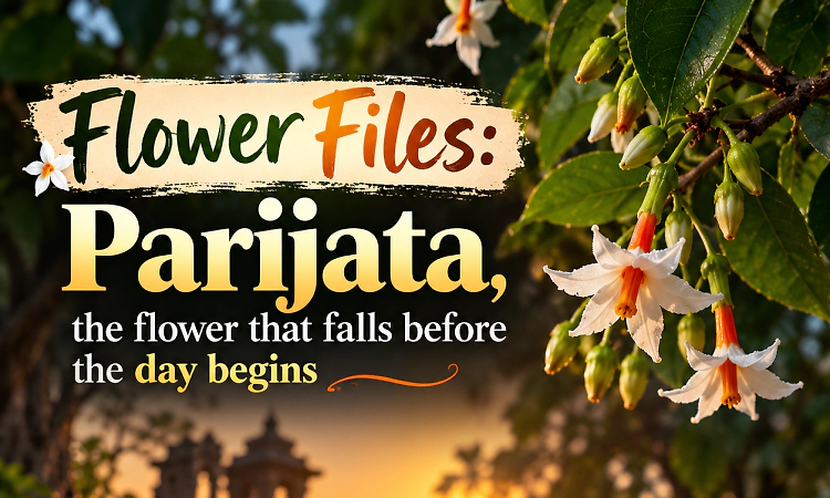 Flower Files: Parijata, the flower that falls before the day begins