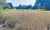Untimely rains affect paddy harvesting