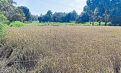 Untimely rains affect paddy harvesting