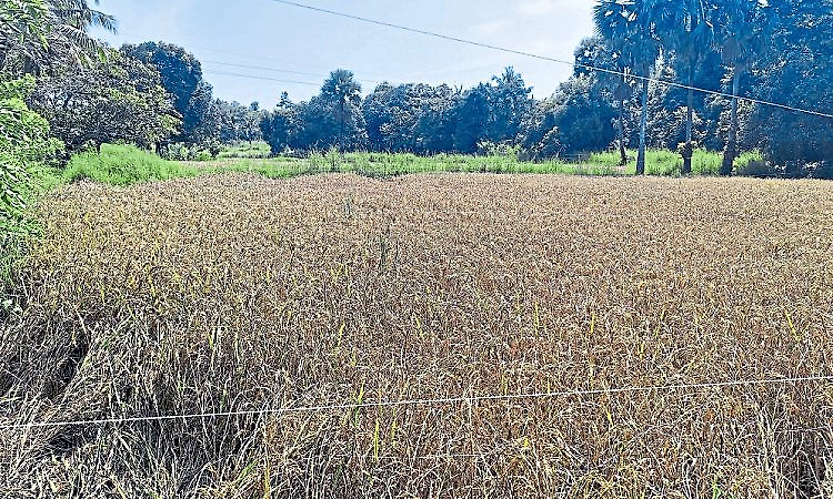 Untimely rains affect paddy harvesting