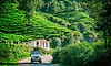 India's green cover shrank from 36.9 pc in 2001 to 31.35 pc in 2025: Study