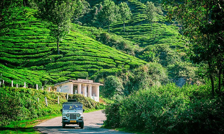 India's green cover shrank from 36.9 pc in 2001 to 31.35 pc in 2025: Study