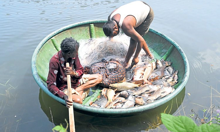 ಪಿಲಿಕುಳ ಮತ್ಸ್ಯಮೇಳ: ಮತ್ಸ್ಯಪ್ರಿಯರನ್ನು ಸೆಳೆದ ಸಿಹಿ ನೀರಿನ ಮೀನುಗಳು