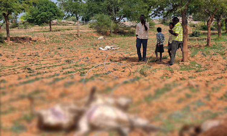 ತುಂಡಾದ ವಿದ್ಯುತ್ ತಂತಿ ಸ್ಪರ್ಶ: ಹೊಲದಲ್ಲಿ 5 ಕುರಿ, 1 ಮೇಕೆ ಸಾವು!