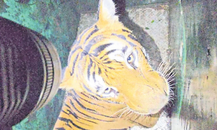 Mysuru; ಒಂದೂವರೆ ತಿಂಗಳಲ್ಲಿ 15 ಹುಲಿಗಳ ಸೆರೆ