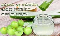 Hair Growth: ನೆಲ್ಲಿಕಾಯಿ vs ಅಲೋವೆರಾ: ಕೂದಲು ಬೆಳವಣಿಗೆಗೆ ಯಾವುದು ಉತ್ತಮ?