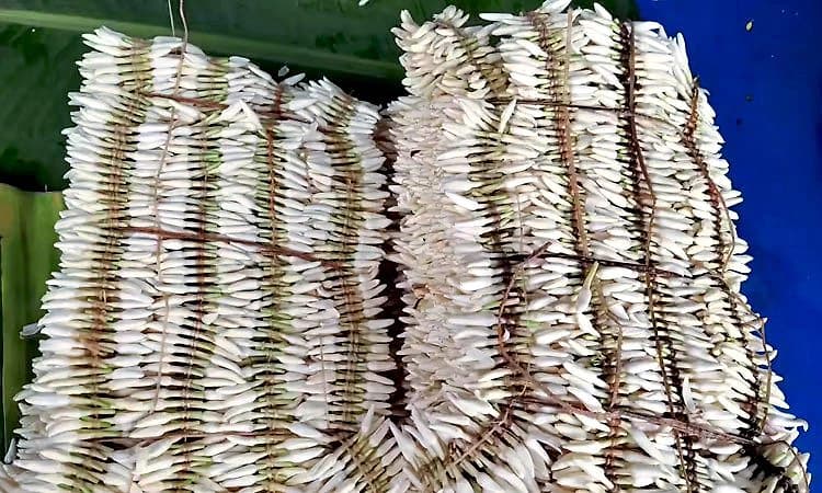 Mallige: ಶಂಕರಪುರ ಮಲ್ಲಿಗೆ ಇಳುವರಿ ಭಾರೀ ಕುಸಿತ.! ಹಿರಿಯ ತಲೆಮಾರಿನ ಬಳಿಕ ಅವಸಾನದ ಅಂಚಿಗೆ.?