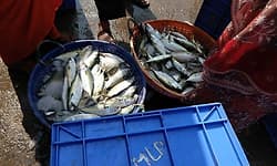 ಮೀನು ಬಲು ದುಬಾರಿ; ಬೂತಾಯಿ ಅಗ್ಗ, ಉಳಿದೆಲ್ಲವುದರ ಗಗನಕ್ಕೆ